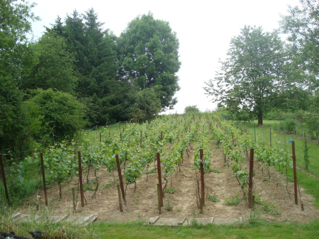 clos du renard rouge 06-06-09