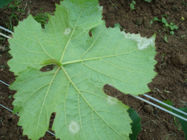 mildiou sur vigne 09-08-08