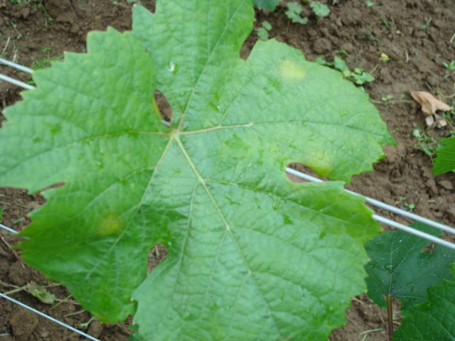 mildiou sur vigne 09-08-08