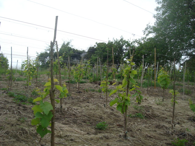 clos du renard blanc 06-06-09 phoenix et solaris