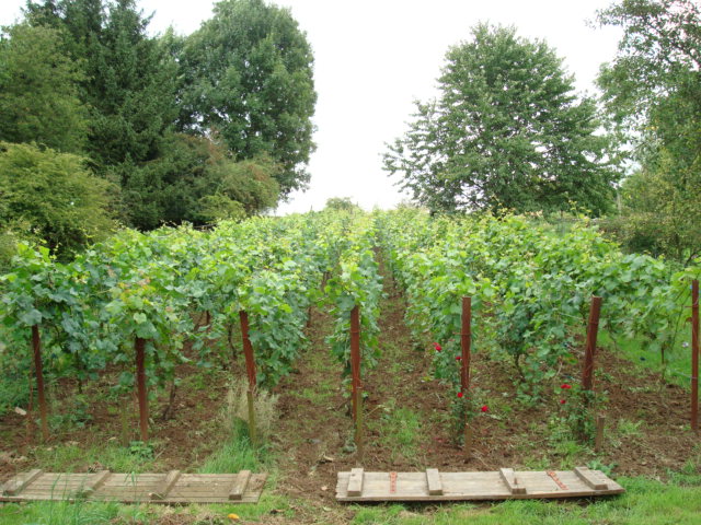 vignoblecot&eacute; rouge 09-08-08